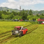 湖南早稻总产量全国第一