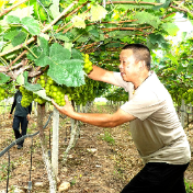 慈利县象市镇:葡萄园里的笑声