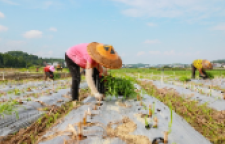 新田：种植二茬鲜食玉米促增收