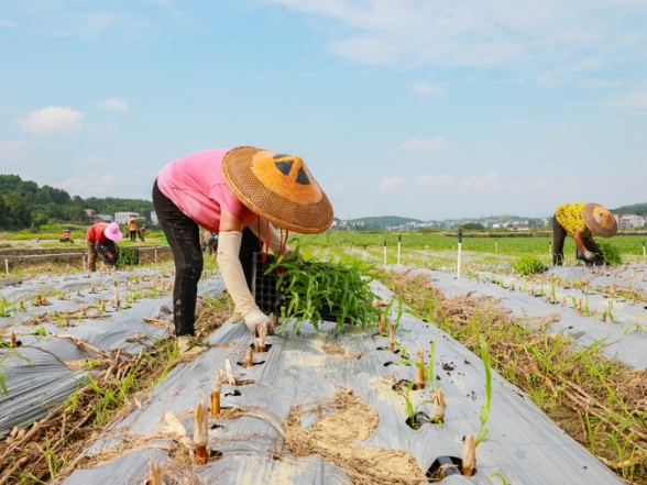 湖南新田：种植二茬鲜食玉米促增收（组图）