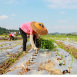 湖南新田：种植二茬鲜食玉米促增收（组图）