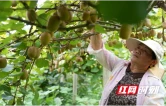 保靖县陇木峒村400亩改良猕猴桃开园采摘