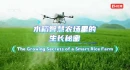 身边的北斗·双语丨水稻智慧农场里的生长秘密