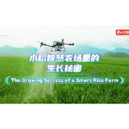 身边的北斗·双语丨水稻智慧农场里的生长秘密