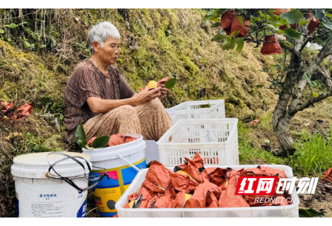 雨多花落果减半 价高路畅心不慌——麻阳苗乡黄金梨减产不减收