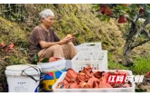 雨多花落果减半 价高路畅心不慌——麻阳苗乡黄金梨减产不减收