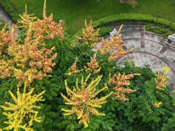 新田：栾树花开 装点城市美丽画卷