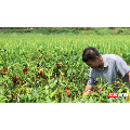桂阳县：1.2万亩五爪辣迎丰收 椒香四溢铺就红火致富路