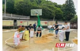洪江市双龙村：干群冒雨抢收稻谷， 守护群众“粮袋子