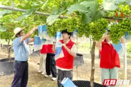 今年“三下乡” 湘潭超7000名青年师生奔赴基层一线