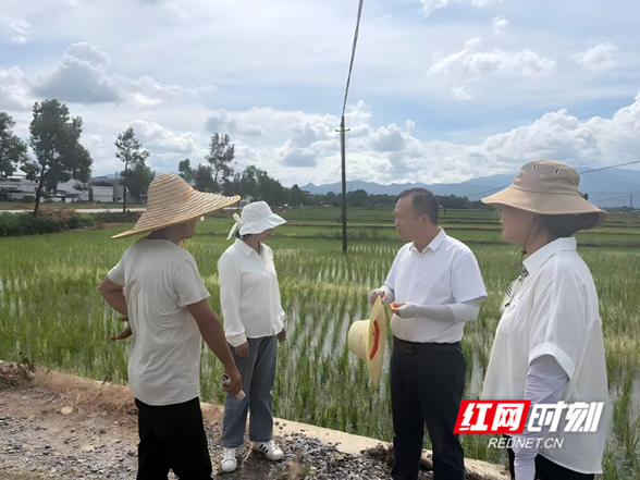 省植保植检站到永州指导秋粮病虫害防控与农药安全使用工作