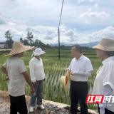 省植保植检站到永州指导秋粮病虫害防控与农药安全使用工作