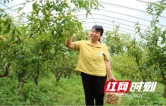 衡山：冬枣甜蜜上市 丰产增收果农笑