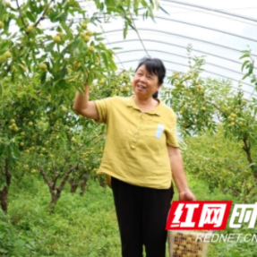 衡山:冬枣甜蜜上市 丰产增收果农笑
