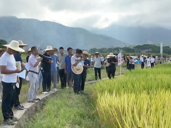 江华：田间观摩选优种 夯实粮食压舱石