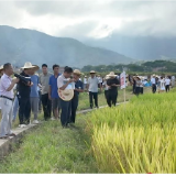 江华:田间观摩选优种 夯实粮食压舱石