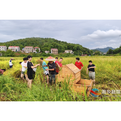 湘乡市多方志愿力量驰援助农抢收