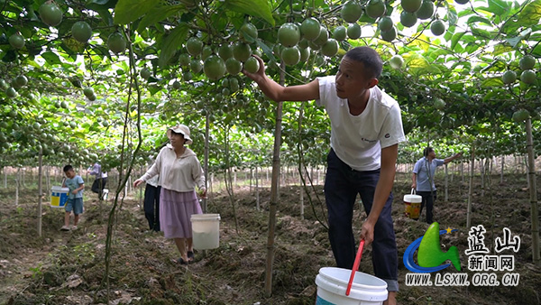 蓝山县塔峰镇颜贵林村:厚植百香果产业优势 深耕“一村一品”振兴篇章2.jpg