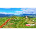 桂东县清泉镇：茶山生金 旅路生财
