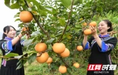 城步：高山秋月梨丰收 预计销售收入超120万元