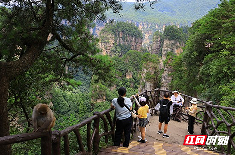 张家界国家森林公园：清凉山水搭配贴心服务 绘就暑期文旅新景