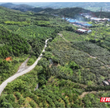 桂阳县:高山猕猴桃早熟上市赋能乡村振兴
