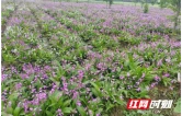 从“点上开花”到“链上成景” 保靖县加快推进中药材产业链建设