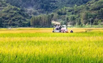 湘聚粮安 | 湘西粮储谱新篇：从“安全储粮”向“智慧储粮”转型升级