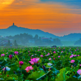 芙蓉·小说丨蒋在：一指莲