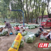 慈利县二坊坪镇太坪村：小辣椒“映红”致富路