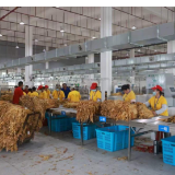 苏仙区:1.8万余亩烟叶开秤收购