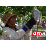 苏仙区温泉村：小葡萄“串”起大产业农旅融合铺就富民路