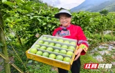 城步：一个湘桂边界苗寨的产业振兴之路
