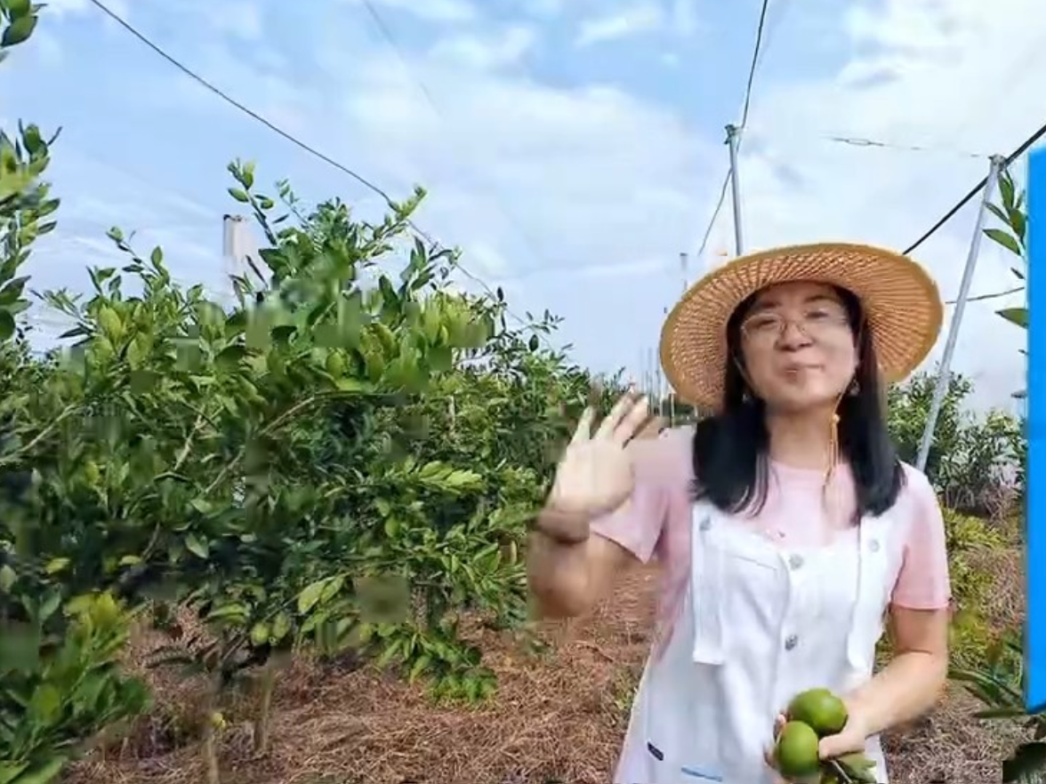 视频丨柑橘种植是否需要搭建防虫网，省水果体系专家来解答
