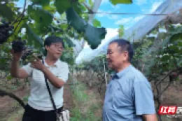 桃源县漆河镇：种植户田秋林28年酿造“甜蜜事业”