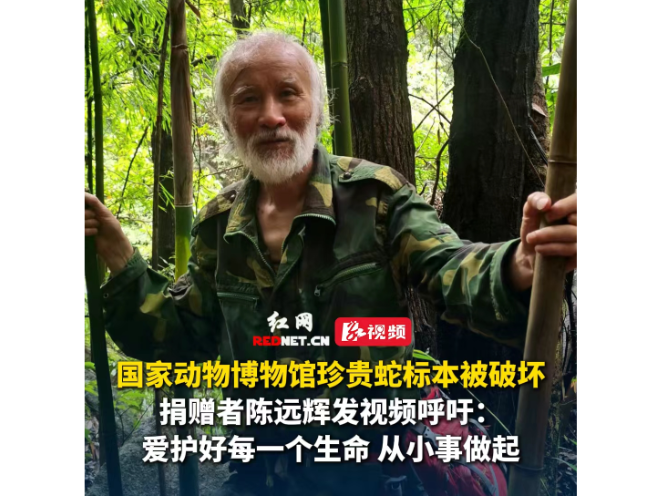 莽山原矛头蝮标本被毁，捐赠者陈远辉呼吁：爱护好每一个生命