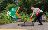 双峰杏子铺镇成功救助放生国家二级保护动物豹猫