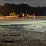 深夜两头牛“溜达”险上高速,湘阴东收费站半小时为牛寻主