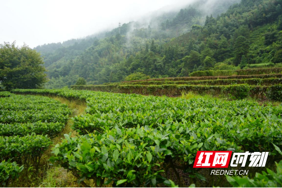 宜章县莽山瑶族乡：秋雨绵绵采茶忙296.png