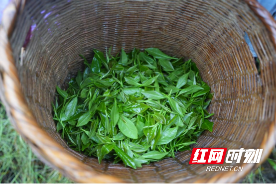 宜章县莽山瑶族乡：秋雨绵绵采茶忙297.png
