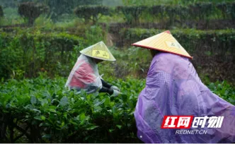 宜章县莽山瑶族乡：秋雨绵绵采茶忙