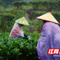宜章县莽山瑶族乡:秋雨绵绵采茶忙
