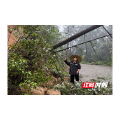 桂东县清泉镇：山雨挡道“她”先上