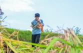 双峰：稻浪里的“秋收课”