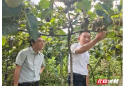 鼎城区石公桥镇：党群服务中心的“致富密码”