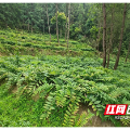  荒山变“聚宝盆” 桂东县东洛乡中药材产业托起增收梦