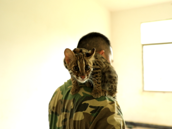 江永县成功救助一只国家二级保护动物豹猫幼崽