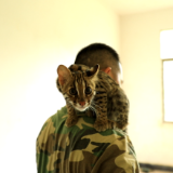江永县成功救助一只国家二级保护动物豹猫幼崽
