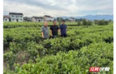 桃源农商银行发放100万元“惠企秒贷”精准支持茶企发展
