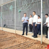 谢卫江在湘阴县调研樟树港辣椒产业发展工作
